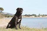 CANE CORSO 423